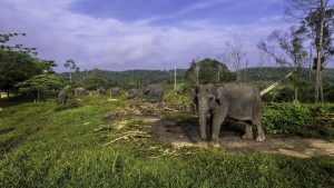 Habitat Gajah Sumatera Terancam, Hutan Dibabat Jadi Sawit!