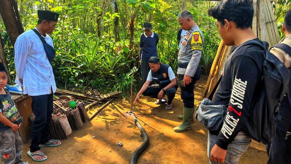 Duel Maut! Pawang Ular Tewas Dipatuk King Kobra Raksasa 1 Duel Maut! Pawang Ular Tewas Dipatuk King Kobra Raksasa