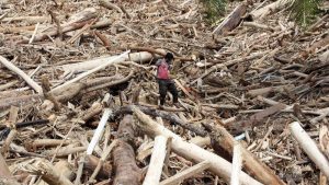 Banjir Sumatra: Satelit Ungkap Dalang Perusakan Hutan?
