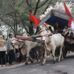 Jember Punya Harta Karun! Gerobak Sapi Kuno Ini Bikin Takjub!