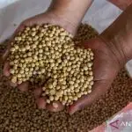 Dapur Terancam! Harga Kedelai Meroket, Ini Solusi Jitu!