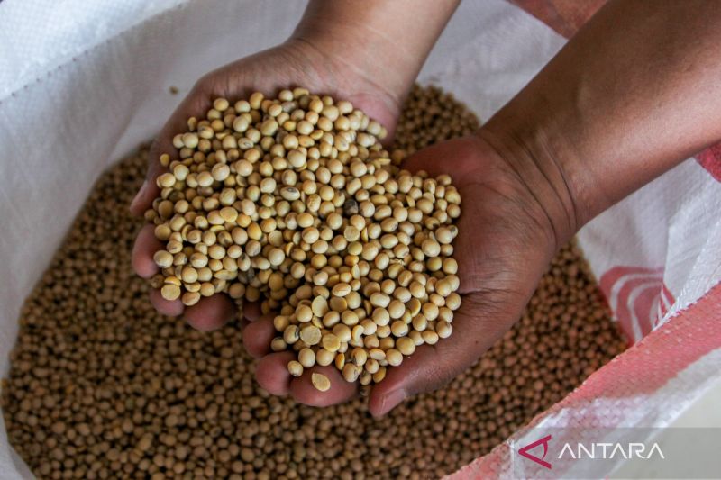 Dapur Terancam! Harga Kedelai Meroket, Ini Solusi Jitu!