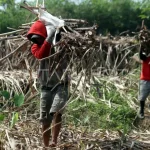 Mimpi Manis Indonesia: Jawa Timur Kunci Swasembada Gula?
