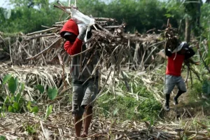 Lenterapos 8 Mimpi Manis Indonesia: Jawa Timur Kunci Swasembada Gula?