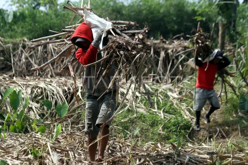 Mimpi Manis Indonesia: Jawa Timur Kunci Swasembada Gula?