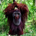 Terkuak Kunci Masa Depan Orangutan Morio Kaltim