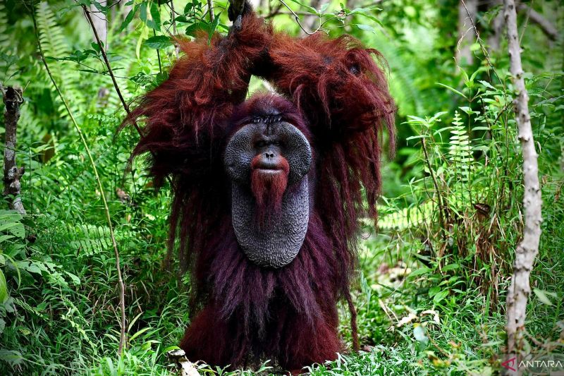 Terkuak Kunci Masa Depan Orangutan Morio Kaltim