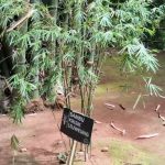 Gerakan Bambu Nasional Siap Ubah Wajah Indonesia