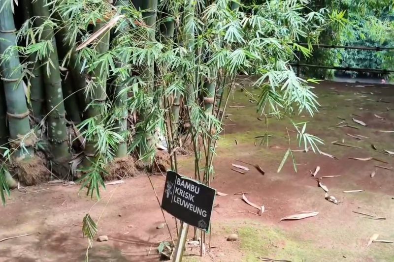 Gerakan Bambu Nasional Siap Ubah Wajah Indonesia