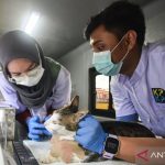 Rahasia Layanan Kesehatan Hewan DKI Terbongkar