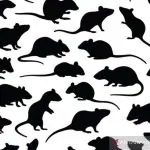 Bumbu Dapur Pengusir Tikus Rahasia Terbongkar