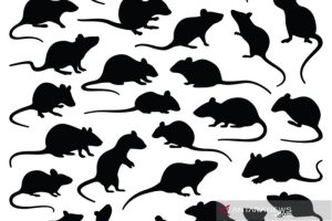 Bumbu Dapur Pengusir Tikus Rahasia Terbongkar